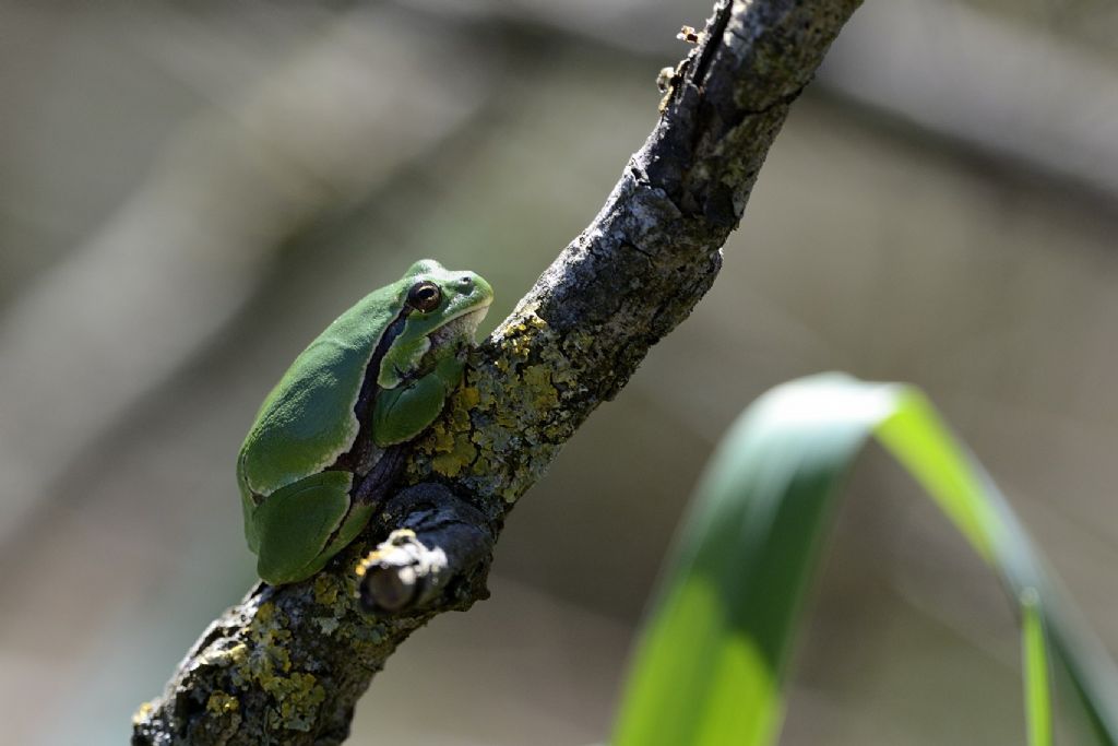 Hyla intermedia